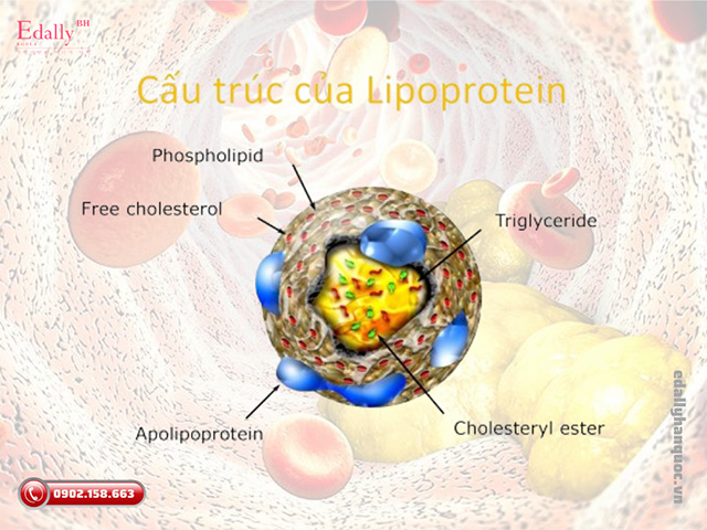 Cấu trúc của Lipoprotein (a)