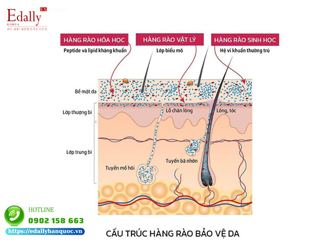 Cấu trúc của hàng rào bảo vệ da chia làm 3 loại là Hàng rào vật lý, Hàng rào hóa học và Hàng rào sinh học