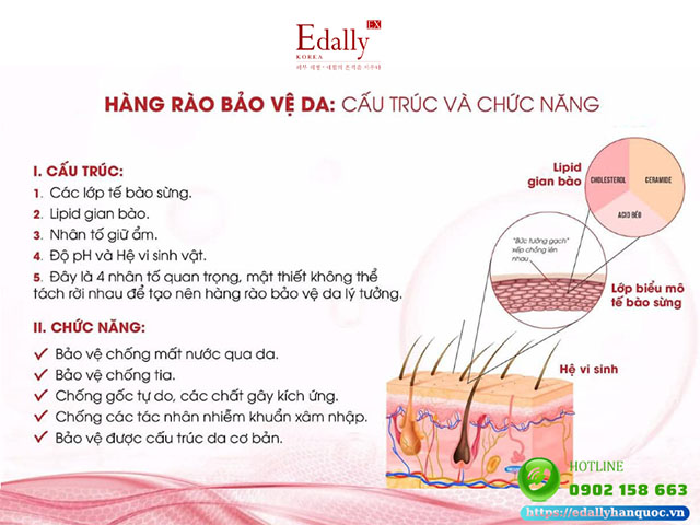 Cấu trúc và chức năng của hàng rào bảo vệ da