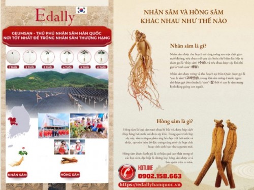 Cây Hồng Sâm Và Cây Nhân Sâm Khác Nhau Thế Nào, Cây Nào Quý Hơn?