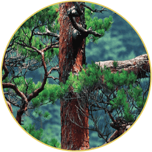 Tinh Dầu Thông Đỏ Hàn Quốc Edally Pine Needle Capsule được chiết xuất từ lá cây thông đỏ núi cao
