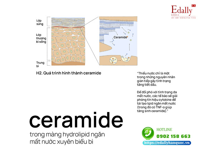 Ceramide trong màng Hydrolipid ngăn mất nước xuyên biểu bì từ đó hạn chế da tăng tiết dầu