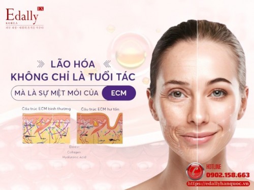 Chất Nền Ngoại Bào (ECM) - Cơ Sở Tạo Nên Cấu Trúc Mô Và Cơ Quan