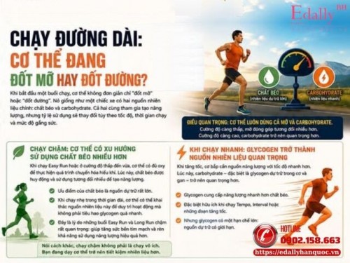 Chạy Đường Dài: Cơ Thể Đang Đốt Mỡ Hay Đốt Đường?
