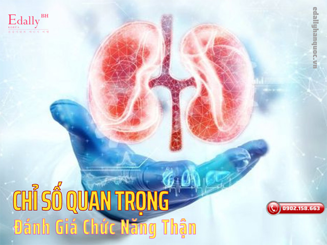 Các chỉ số quan trọng đánh giá chức năng thận là gì?