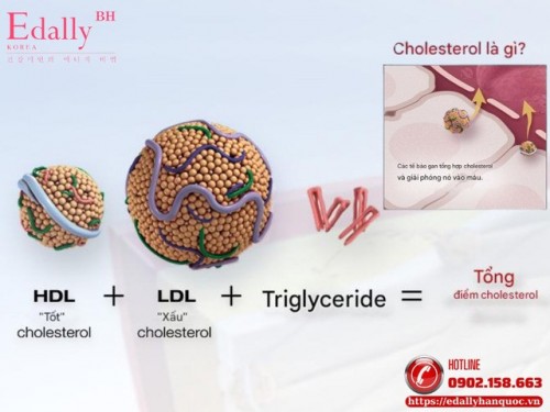 Cholesterol - Hiểu Đúng Để Sống Khỏe