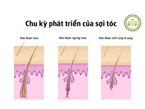 Tóc - Sự Hình Thành, Chu Kì Phát Triển Và Chức Năng Của Tóc