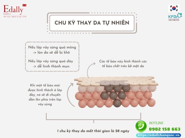 Chu kỳ thay da tự nhiên