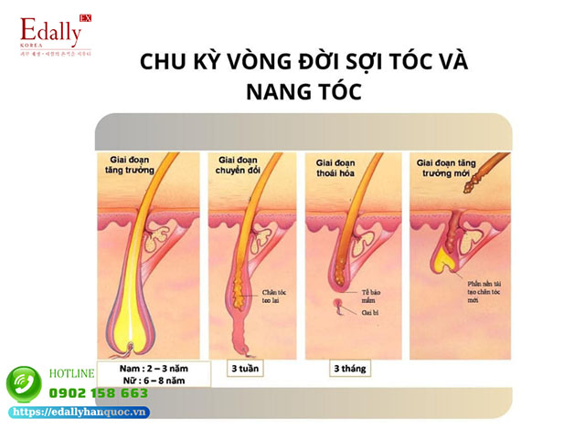 Chu kỳ vòng đời của sợi tóc và nang tóc