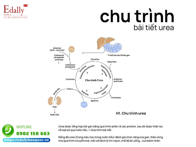 Chu trình bài tiết Urea