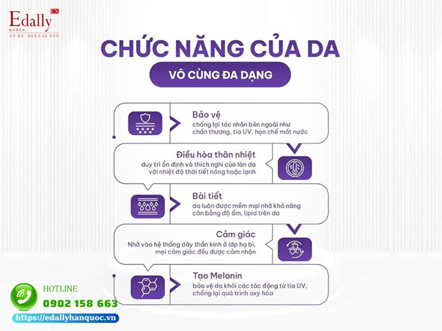 Chức năng của làn da vô cùng đa dạng