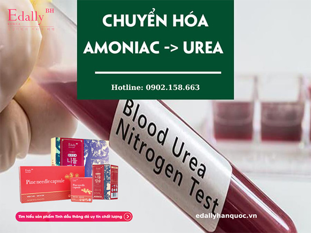 Chức năng của gan trong việc chuyển hóa ammoniac thành urea