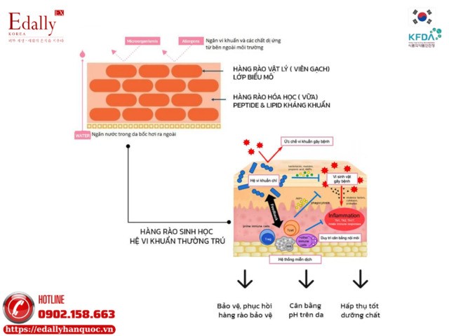 Chức năng của hàng rào bảo vệ da