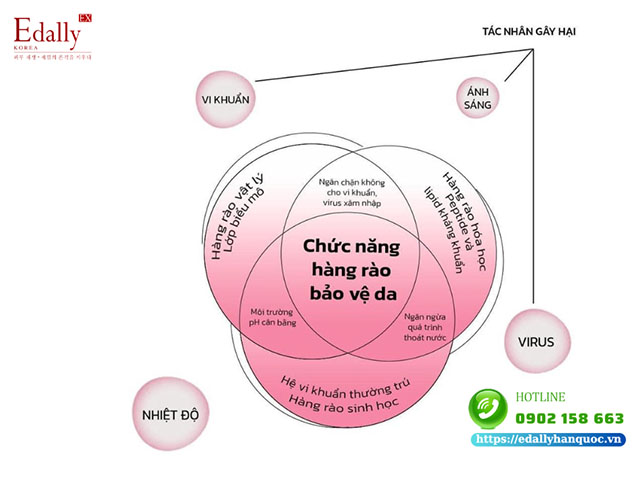 Chức năng của hàng tào bảo vệ da