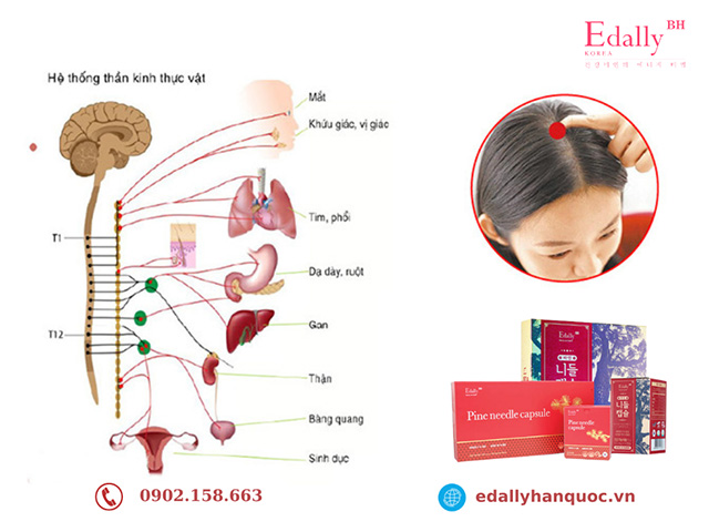 Bệnh rối loạn thần kinh thực vật là như thế nào?