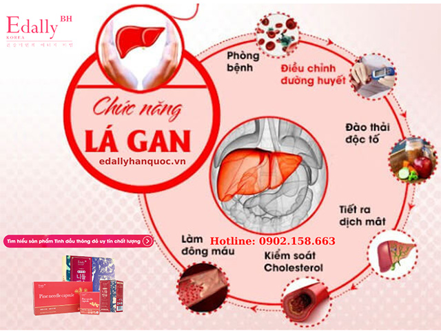 Chức năng quan trọng của lá gan