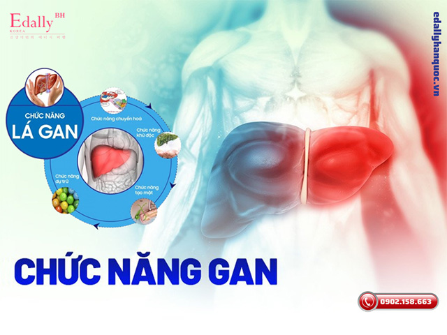 Chức năng của lá gan là gì?