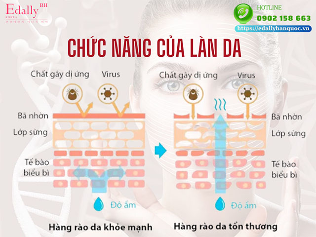 Làn da có chức năng gì?