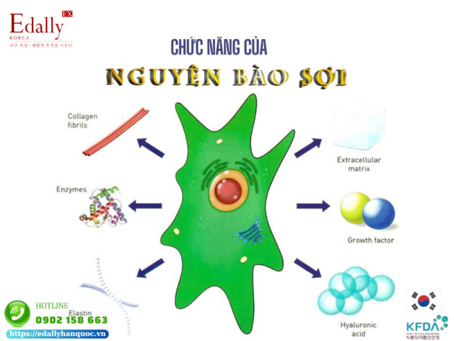 Chức năng của nguyên bào sợi trong quá trình lão hóa