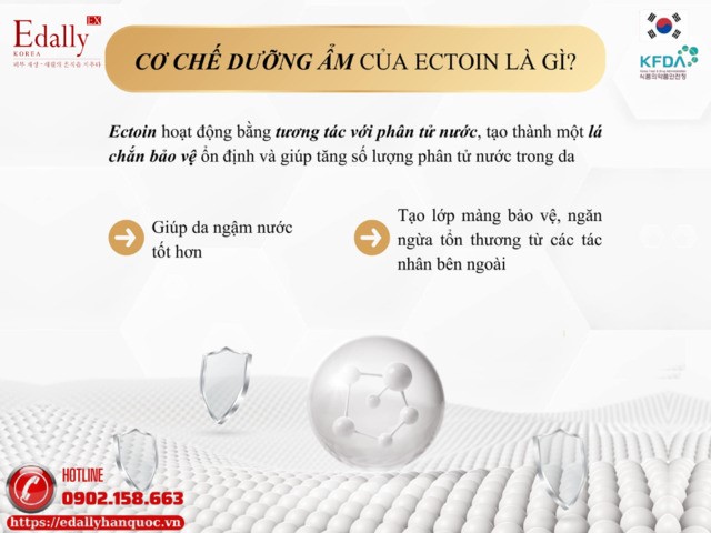 Cơ chế dưỡng ẩm của Ectoin như thế nào?