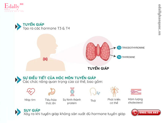 Cơ chế gây ra bệnh suy tuyến giáp