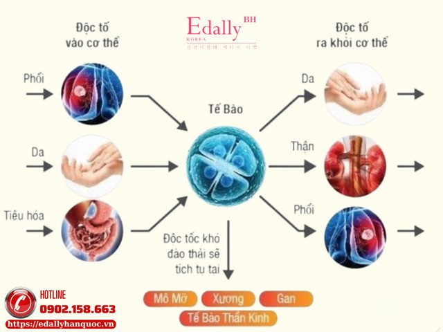 Cơ chế gây độc tế bào khiến tế bào đóng cửa không nhận glucose và dinh dưỡng