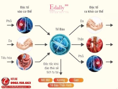 Hướng Dẫn Làm Sạch Tế Bào - Mở Cửa Đón Nhận Glucose Và Dinh Dưỡng