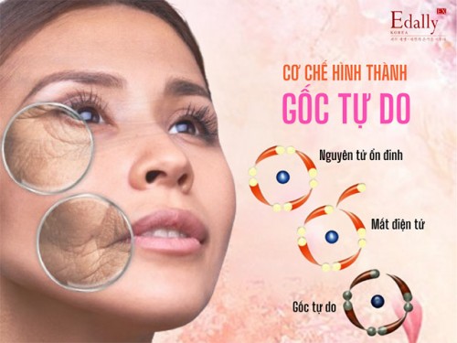 Gốc Tự Do Là Gì Và Có Tác Hại Gì Với Cơ Thể, Làn Da?