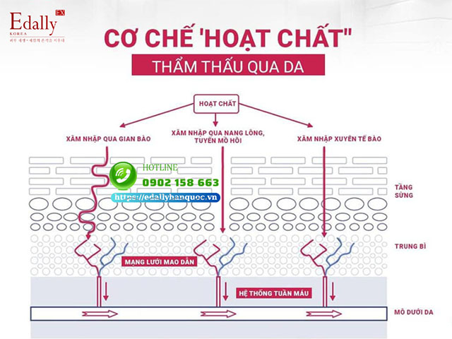 Cơ chế hoạt chất trong mỹ phẩm thẩm thấu qua da