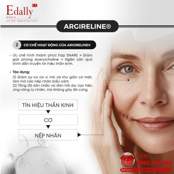Cơ chế hoạt động của Argireline® (Acetyl Hexapeptide-8) trên da