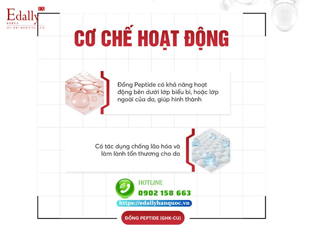 Cơ chế hoạt động của Đồng Peptide