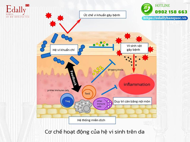 Cơ chế hoạt động của hệ vi sinh vật Microbiome trên da