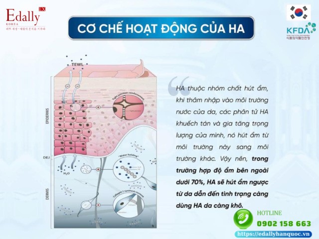 Hyaluronic Acid (HA) hoạt động trên da như thế nào?