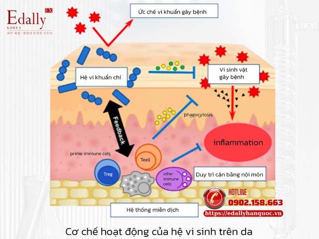 Cơ chế hoạt động của hệ vi sinh microbiome trên da Cơ chế hoạt động của hệ vi sinh microbiome trên da