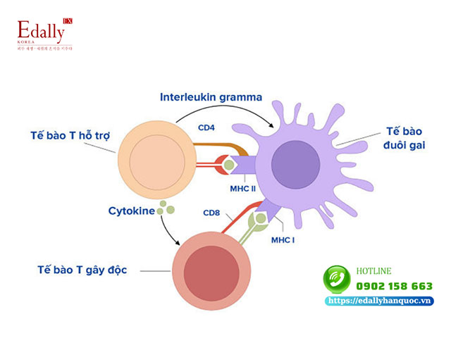 Cơ chế hoạt động của tế bào Lympho T
