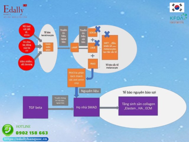 Cơ chế hoạt động của tế bào sắc tố gây nám da, tàn nhang, Hori và bớt Ota