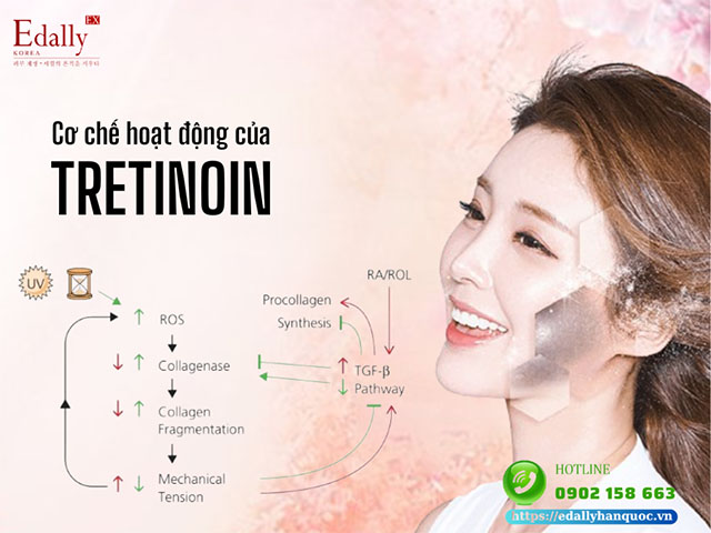 Cơ chế hoạt động của tretinoin trên da