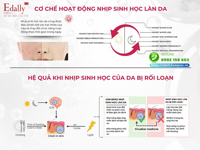 Cơ chế hoạt động và hậu quả khi nhịp đồng hồ sinh học của da bị rối loạn