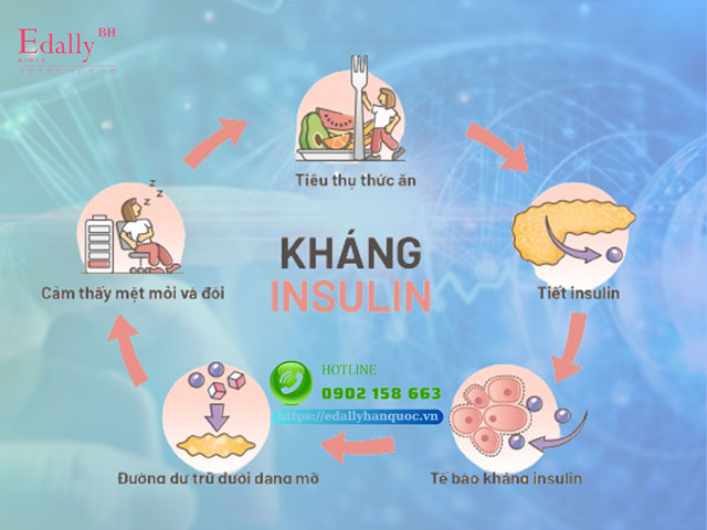 Cơ chế kháng insulin trong cơ thể