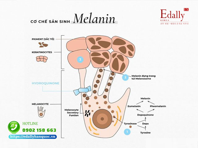 Cơ chế hình thành hắc sắc tố và nhuộm màu da