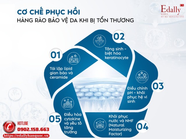 Cơ chế phục hồi hàng rào bảo vệ da khi bị mụn