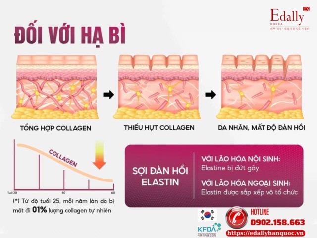 Tác động của lão hóa đối với lớp hạ bì