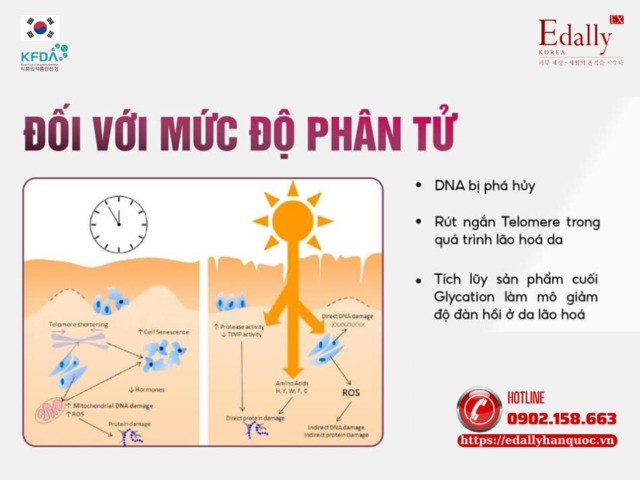 Tác động của lão hóa đối với mức độ phân tử của làn da