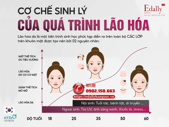 Cơ chế sinh lý của quá trình lão hóa