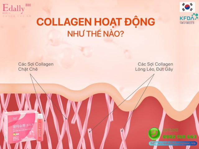 Collagen hoạt động như thế nào trong cơ thể chúng ta?