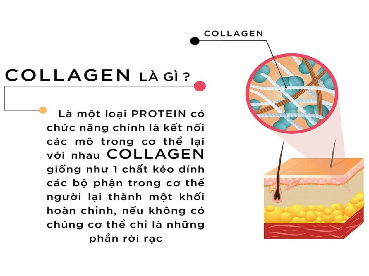 Collagen là một loại Protein đặc biệt