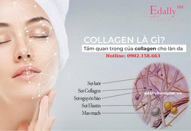 Collagen là gì? Collagen có tác dụng gì với làn da và cơ thể?