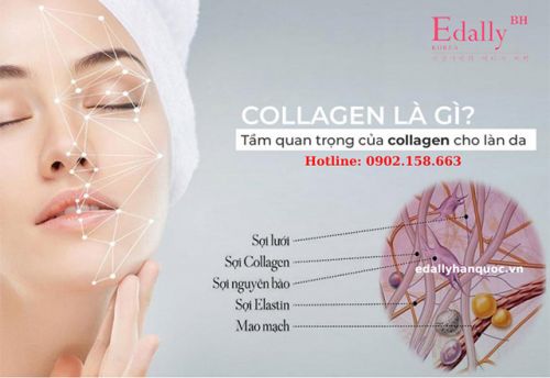 Collagen Là Gì? Tác Dụng Của Collagen Với Làn Da Và Cơ Thể?