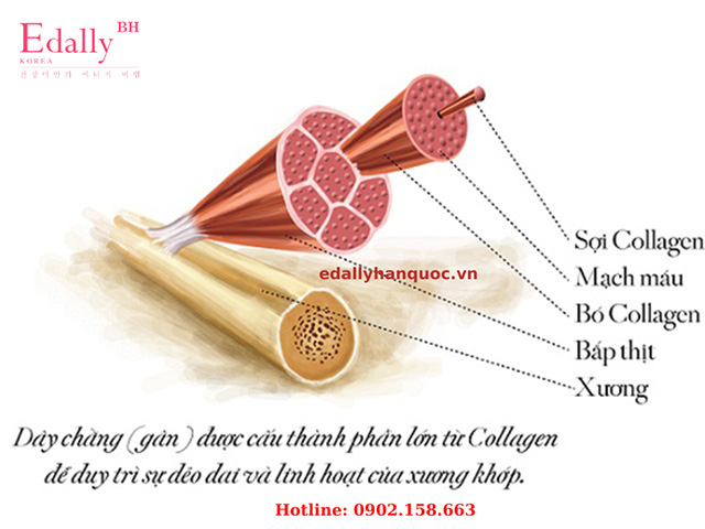 Collagen có trong da, gân, mạch máu, các cơ quan, xương, sụn xương, cơ bắp, màng tế bào