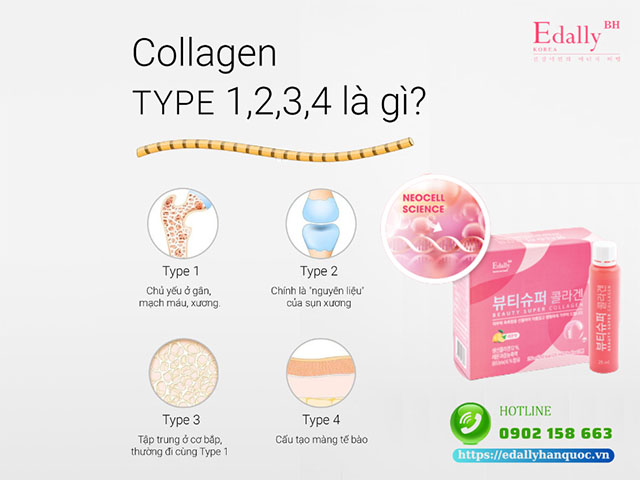 Collagen type 1, 2, 3, 4 là gì?